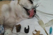 打了狗针后的饮食禁忌（了解狗针后的饮食限制，保护宠物健康）