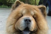 松狮犬（了解松狮犬的护主天性）