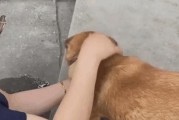 狗为什么喜欢舔自己的手指？（揭秘狗狗舔手指的原因及其意义）