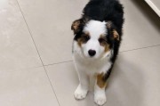 边境牧羊犬修剪毛发的步骤（一步一步教你如何给边境牧羊犬修剪毛发）