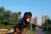 探索罗威纳犬的品种特征与训练技巧（了解罗威纳犬的性格特点和保护本能，掌握有效训练方法）