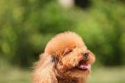 泰迪犬的眼睛何时睁开（揭开泰迪宝宝生命中的第一双眼睛之谜）