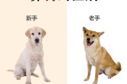 拉布拉多幼犬大小便周期及习惯（拉布拉多幼犬大便周期、训练方法和饮食调整的关键性）