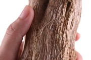 以豚鼠用什么磨牙？（探索豚鼠的牙齿磨损方式及重要性）