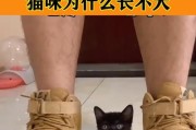 如何让猫咪长不大（有效方法让宠物猫永葆小巧可爱的身材）