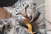 小猫咪为什么会咬东西？（探究小猫咪咬东西的原因与解决方法）