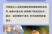 狗狗拉稀，正确选择水是关键（保持狗狗健康的饮水方式）