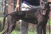 格力犬的尾巴特点及选择建议（探索格力犬尾巴的形状、长度和毛发类型）