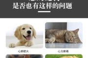 小型犬易消化的肉食选择（从肉种类到烹饪方式，为小型犬）