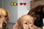 母狗生宝宝的营养需求（为确保狗狗健康成长，合理安排饮食是关键）