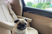 以巴哥犬（一只富有个性的小犬伴侣）