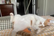 猫咪的亲昵行为之谜（揭秘猫咪为何不喜欢亲）