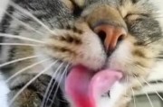 探究猫喜欢舔你的原因（了解猫舔人行为背后的意义与效果）