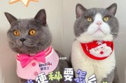 猫便秘怎么办（掌握这些方法，让你的猫咪再也不便秘）