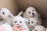 比熊幼犬的饲养指南（了解适合比熊幼犬的饮食习惯，让它健康成长）
