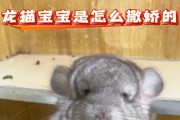 龙猫的干货饮食指南（探索龙猫的健康饮食习惯，从精细到全面）