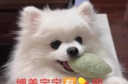 博美学会去厕所的时间与方法（小狗如何培养厕所习惯，专家建议与经验分享）