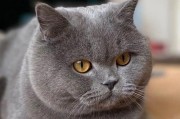 以蓝猫容易得什么眼病？（了解蓝猫的眼病问题及预防措施）