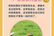 狗狗身上有寄生虫？赶紧帮它驱虫吧！（了解狗狗身上寄生虫的5个表现，保护它们的健康。）