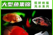 银龙鱼和鹦鹉鱼混养的喂食要求（如何合理喂养银龙鱼和鹦鹉鱼，确保其健康成长）