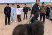 藏獒火爆背后的原因（揭秘藏獒为何成为宠物界新宠）