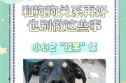如何照顾幼犬的基本需求？（了解幼犬的需要，让它健康成长）