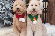 了解巨型贵宾犬的价格和选购方法（探究巨型贵宾犬的价格及如何挑选适合的宠物）