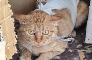 为什么猫喜欢看人铲屎？（揭秘猫咪对铲屎行为的兴趣和动机）