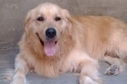 金毛犬之短毛的奥秘（探寻金毛犬短毛遗传的关键因素）