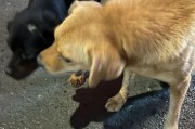 小心！这些食物可能会让你的狗狗丧命！（了解狗狗不能吃的食物，保护你的宠物健康和安全）