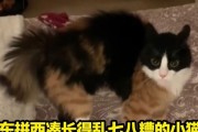 小猫腿没力气？如何帮助小猫恢复活力（探讨小猫腿无力的原因及解决办法）