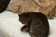 为什么猫要胖好看？（探究猫咪胖胖的魅力与健康关系）