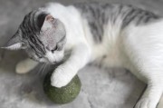 猫薄荷的神奇魅力（揭秘猫吸猫薄荷的原因及效果）