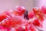 与地图鱼共同生活的理想伙伴（什么动物能与地图鱼和谐共处？）
