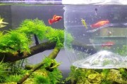 以孔雀鱼换水，保持水质清新的技巧（孔雀鱼的理想水质及适宜的水质参数）