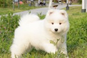 萨摩耶的鼻子为什么会变色？（探寻萨摩耶鼻子变色的原因和可能的影响）