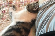养一只加菲猫的艰难之路（面对6个问题，我差点放弃我的加菲猫）