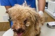 泰迪犬牙龈出血原因及治疗方法（了解泰迪犬牙龈出血的危害和预防措施）
