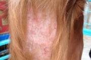 狗的皮肤病及其治疗方法（探索狗皮肤病的不同类型、症状和有效治疗方法）
