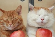 龙猫的最爱（探究龙猫喜欢吃的水果种类及其营养价值）