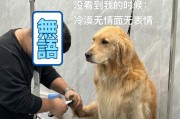 金毛两个月能吃什么水果？（了解金毛宝宝的饮食需求，为其提供健康的水果选择。）