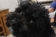 狗眼睛旁边黑色物质的成因与处理方法（探寻狗眼周围黑色物质的起源和解决方案）