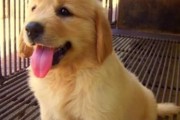 金毛幼犬价格揭秘！（宠物爱好者必看，以金毛幼犬多少钱一只最便宜为主题的深度解析）