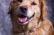 狗狗的成长全过程（从幼犬到成熟期，宠友必知的指南）