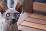 如何饲养健康活泼的斯芬克斯猫（从日常护理到食物营养，让你成为贴心的宠物父母）