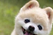 揭秘训练博美犬的秘诀（宠物爱好者必备的博美犬训练技巧）