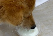 为什么有的狗喝牛奶没事？
