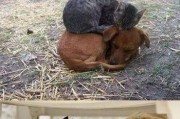 猫为何害怕狗的原因（揭秘猫咪与狗狗的复杂关系）