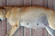 为什么怀孕不能狗？（狗对孕妇和胎儿的潜在危害）