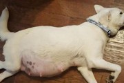 狗狗怀孕53天的注意事项（了解狗狗怀孕期间的关键注意点，确保母狗和胎儿的健康）